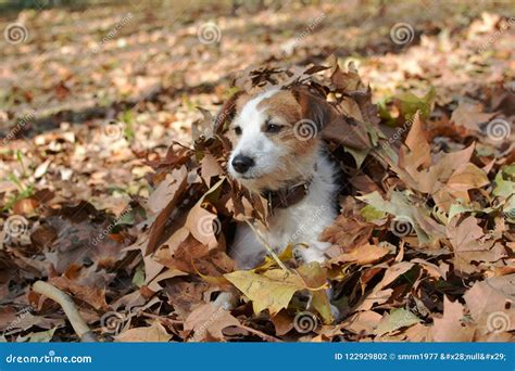 Dog Looking Sideways Stock Images - Download 815 Royalty Free Photos