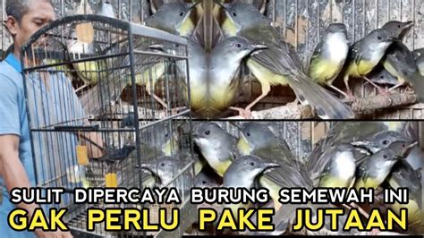 BURUNG GACOR JINAK 50 RIBU MURAI 150 RIBU DUA EKOR 10 RIBU PASAR BURUNG