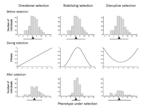 Different modes of phenotypic selection with the trait distribution in ...