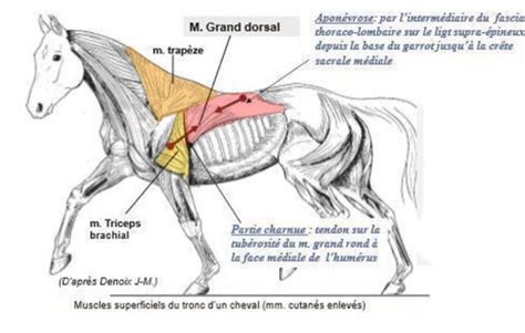 Cm Les Muscles D Attache Du Membre Thoracique Muscles Superficiels De