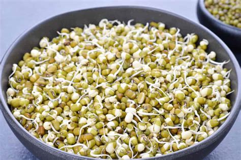 mung bean sprouts moong sprouts   sprout mung beans