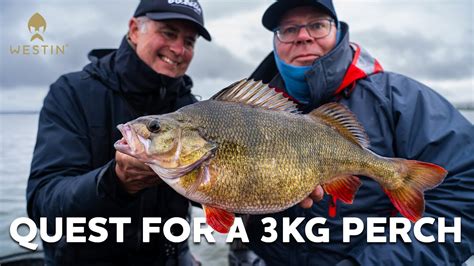 Fishing For Worlds Biggest Perch Westin Fishing Youtube