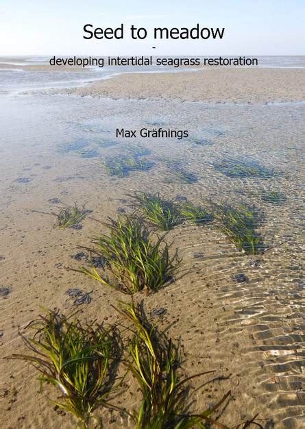 Seed To Meadow Developing Intertidal Seagrass Restoration