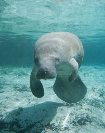 Manatee Pictures | Download Free Images on Unsplash