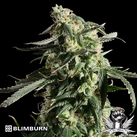 Blimburn Seeds Cannabis Seeds Attitude Seed Bank