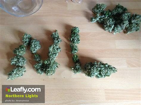 Leaflys Visual Quality Guide To Selecting Cannabis Leafly