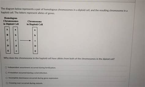 The Diagram Below Represents A Pair Of Homologous Chromosomes In A