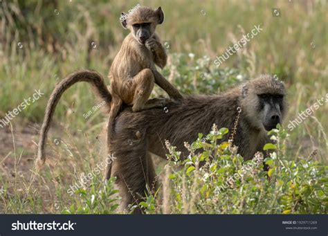 1,719 Baboon red faced Images, Stock Photos & Vectors | Shutterstock