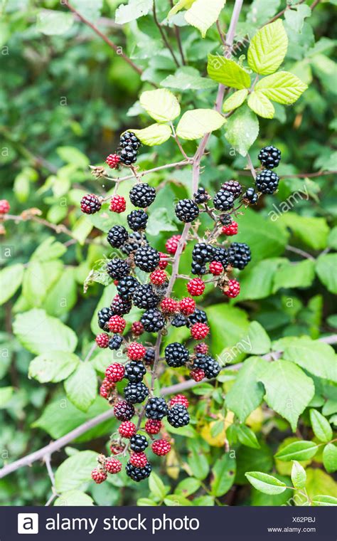 Blackberry Tree High Resolution Stock Photography And Images Alamy