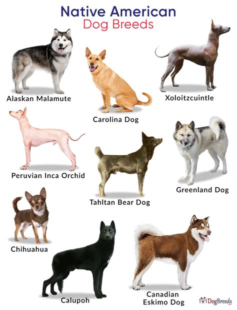 List of Native American Dog Breeds with Pictures