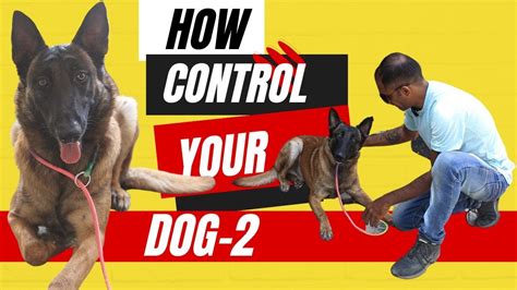 How to Control Your Dog | cr7 | Dog trainer | Part-2 | Really Easy Tips ...