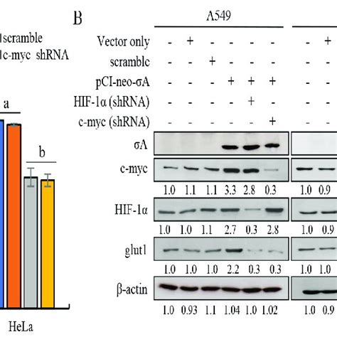 Knockdown Of C Myc Or Hif By Shrnas Reduced The Expression Levels Of