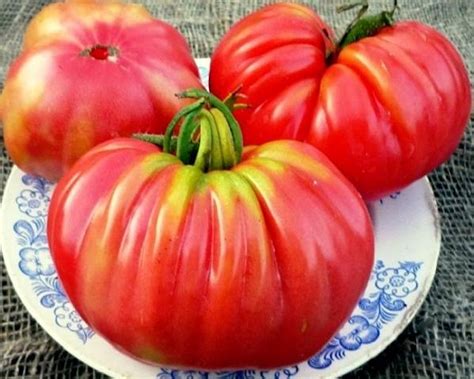 The Best Varieties Of Undersized Tomatoes For Greenhouses Healthy