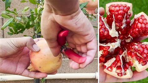 When To Harvest Parfianka Pomegranate Ray Garden Day