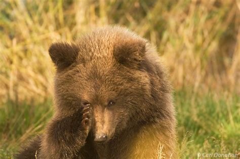 Grizzly Bear Cub Photos | Carl Donohue Photography