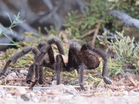 Tarantula That Time Of Year Tarantula Mating Season Hounddiggity