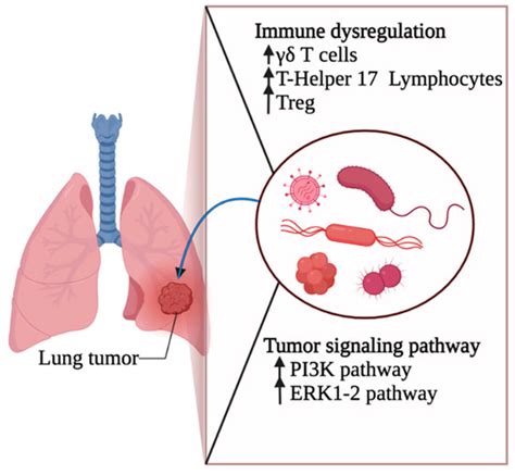 Cancers Free Full Text The Lung Microbiota And Lung Cancer A