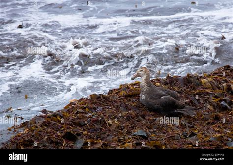 Southern Giant Petrel Stock Photo Alamy