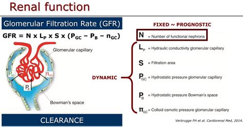 Why Kidney Function Does Not Equal Gfr And Certainly Not Cr Making