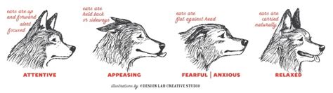 What Do Dogs Ear Positions Mean