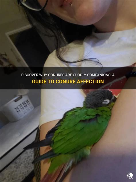 Discover Why Conures Are Cuddly Companions: A Guide To Conure Affection ...