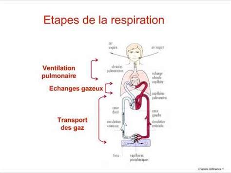 Introduction La Physiologie Respiratoire Youtube