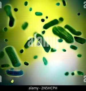 Bacterias Microsc Picas Ilustraci N De Legionella Pneumophila