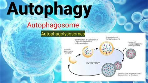 autophagy autophagosome lysosomeautolysosomelife science bu youtube