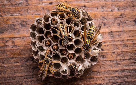 Wasp Nest Vs Hornet Nest Can You Tell The Difference Peachtree Pest Control