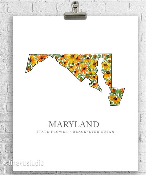 Maryland State Flower Black Eyed Susan Watercolor Flower Painting