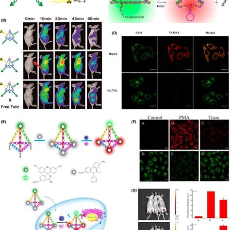 Tetrahedral Dna Nanostructures Tdn As Bioimaging Platforms A Download Scientific Diagram