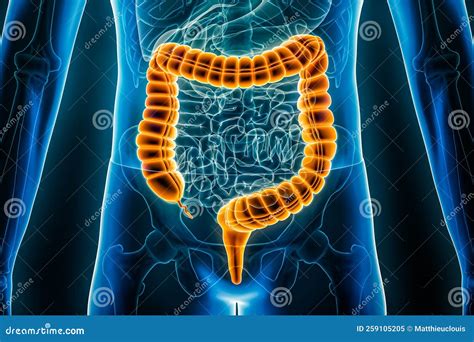 Dickdarm Dickdarm Oder Darm 3D Darstellung Reizdarmsyndrom Anatomie