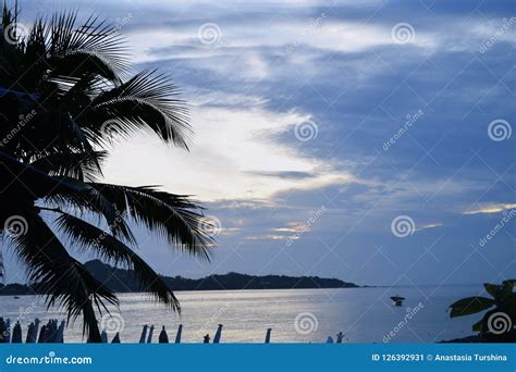 Coconut Palm Tree Sunrise Sunset Sky Sea Ocean Vacation Concept Stock Image - Image of caribbean ...