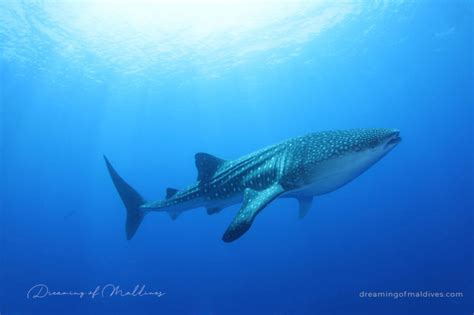 Swim With Whale Sharks And Mantas At Lux South Ari Atoll