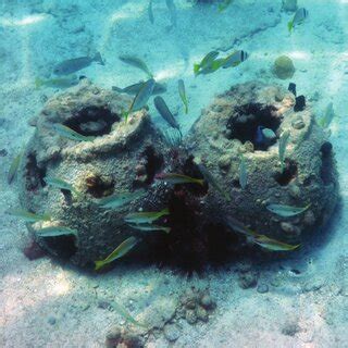 Artificial Reefs Are Increasingly Being Deployed Across The Arabian