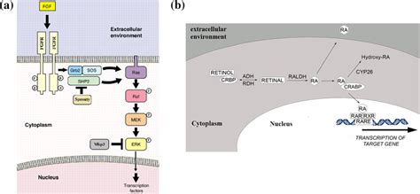 Schematics Of The Fgf Signaling Network A And Retinoic Acid Ra