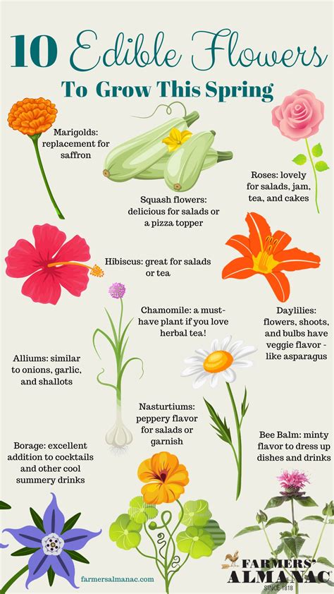 Types Of Flowers List Of 50 Popular Flowers Names With Their Meaning