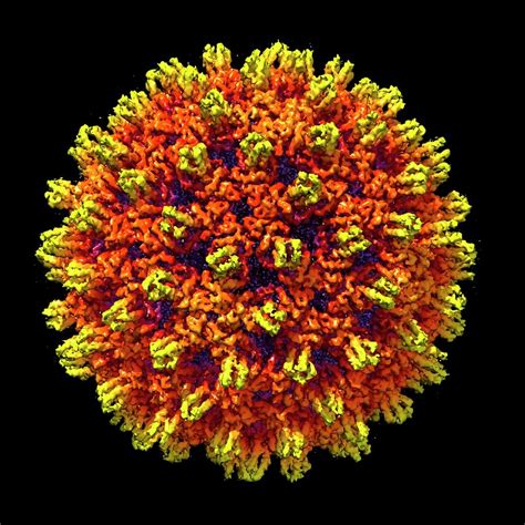 Hepatitis B Virus 3 By Louise Hughes