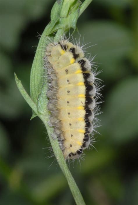 Europ Ische Schmetterlinge Und Ihre Kologie Zygaena Romeo