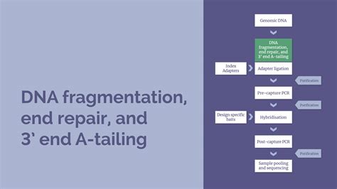 Ngs Workflow Dna Fragmentation End Repair And 3 End A Tailing On Vimeo