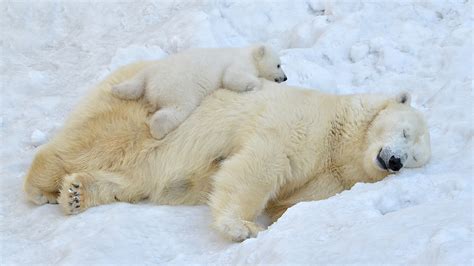 Do Polar Bears Hibernate? Don’t Sleep on This Answer!