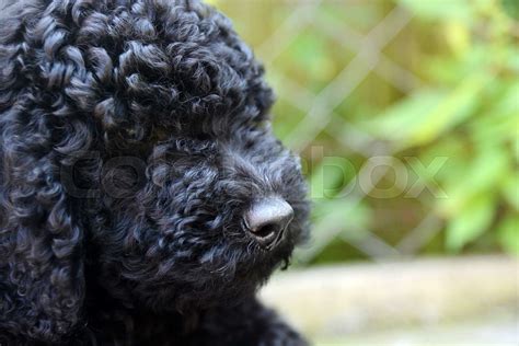 Black baby Poodle | Stock image | Colourbox