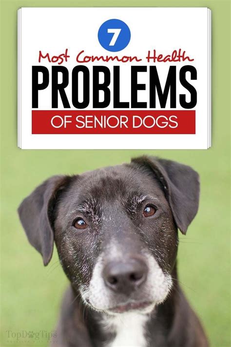 7 Most Common Senior Dog Health Problems Senior Dog Health, Dog Health ...