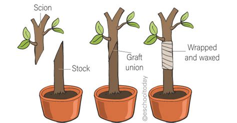 What Is Artificial Vegetative Propagation In Asexual Reproduction Eschooltoday