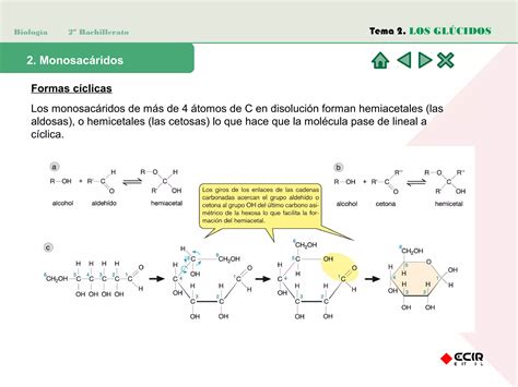 Los Glucidos Ppt