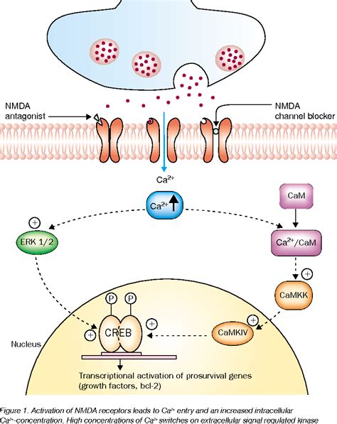 Figure 1 from Why did NMDA receptor antagonists fail clinical trials ...