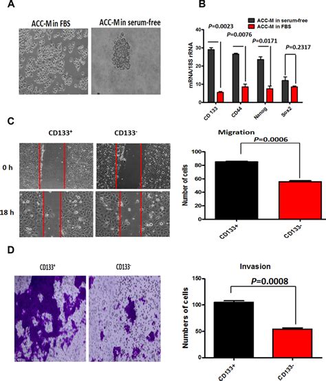 Cd133 Cancer Stem Like Cells Promoted Acc Migration And Invasion A