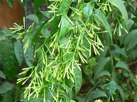 Planta HUELE DE NOCHE cuidados de cultivo y reproducción