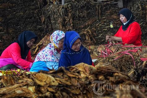 Pemerintah Rencana Kenaikan Tarif Cukai Hasil Tembakau Foto 5 1986908