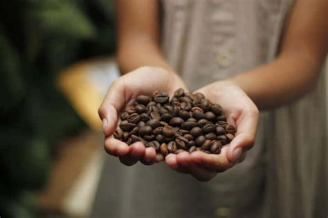 Museo del Café en Chiapas un lugar con sabor a México Nirik